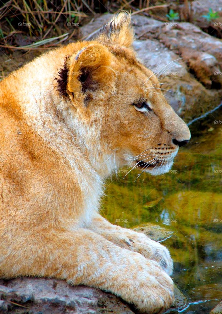 Young lion. Young lion in Zimbabwe, Africa