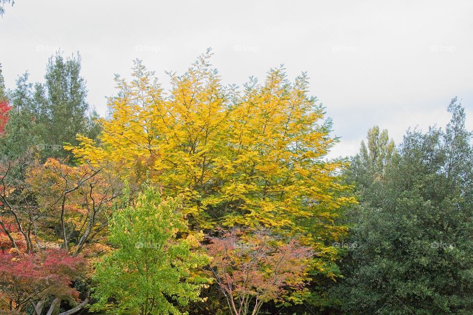 autumn tree in the park