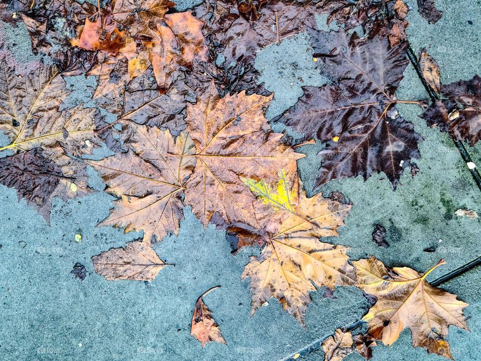 Bunch of fall autumn leaves that have fallen on the ground during a rainstorm, all wet and stepped on 