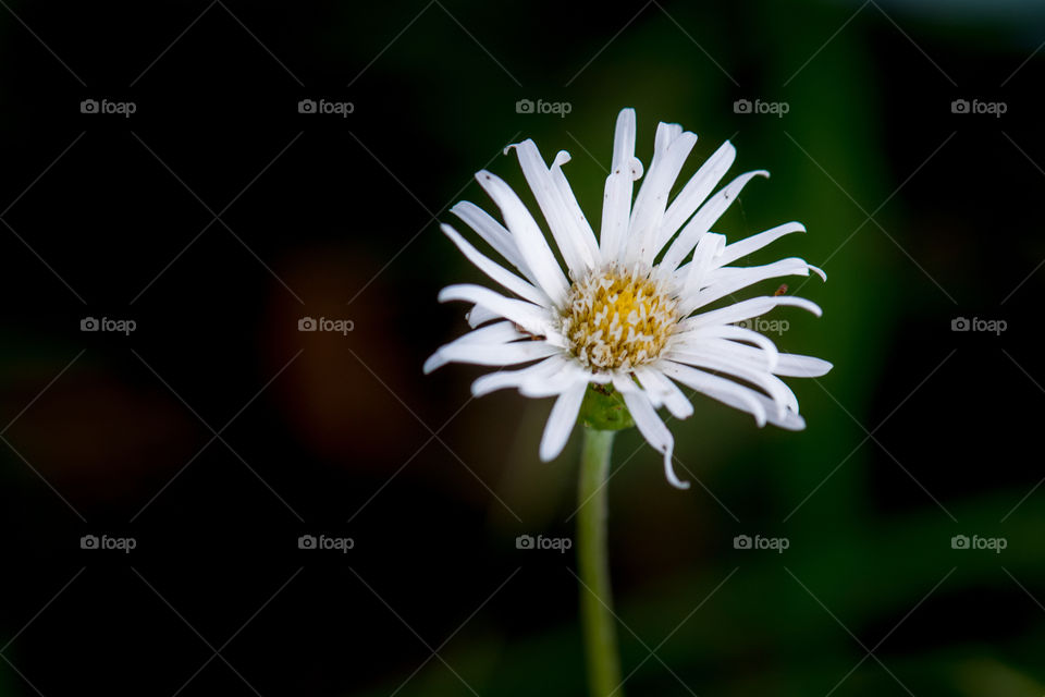 Small White flower 