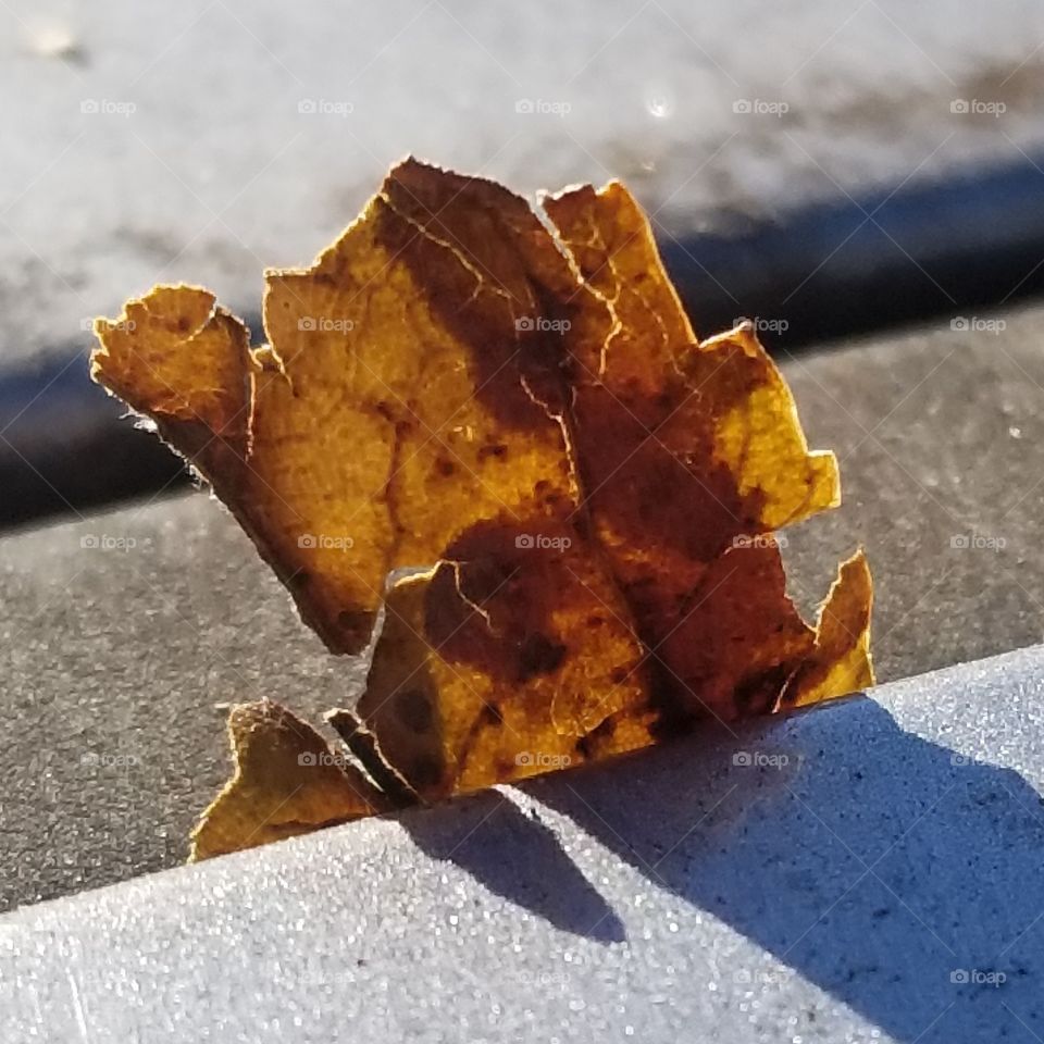 Crusted Leaf