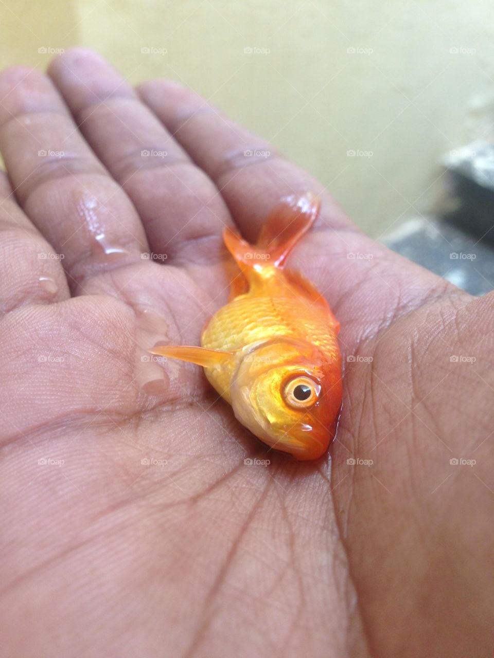 Like a fish out of water