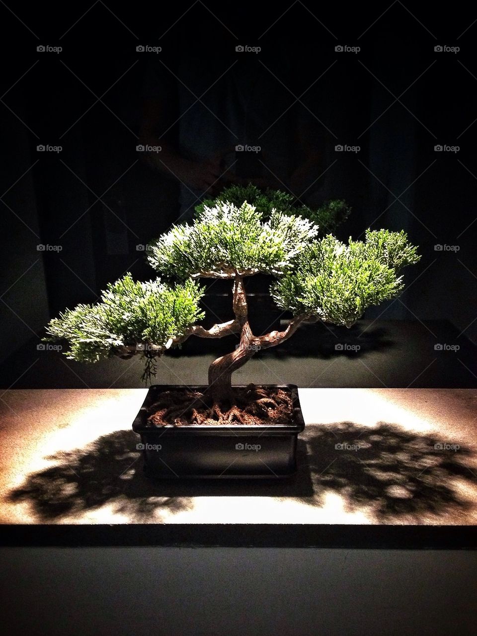 thompson les hotel bonsai tree united states new york by LordHouse