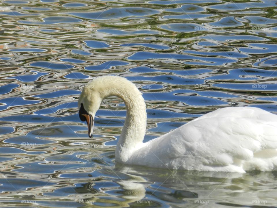 White swan swimming in lake.