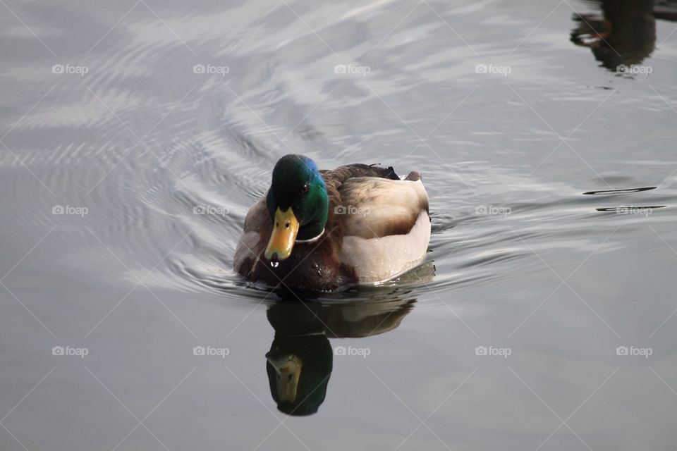 Swimming duck