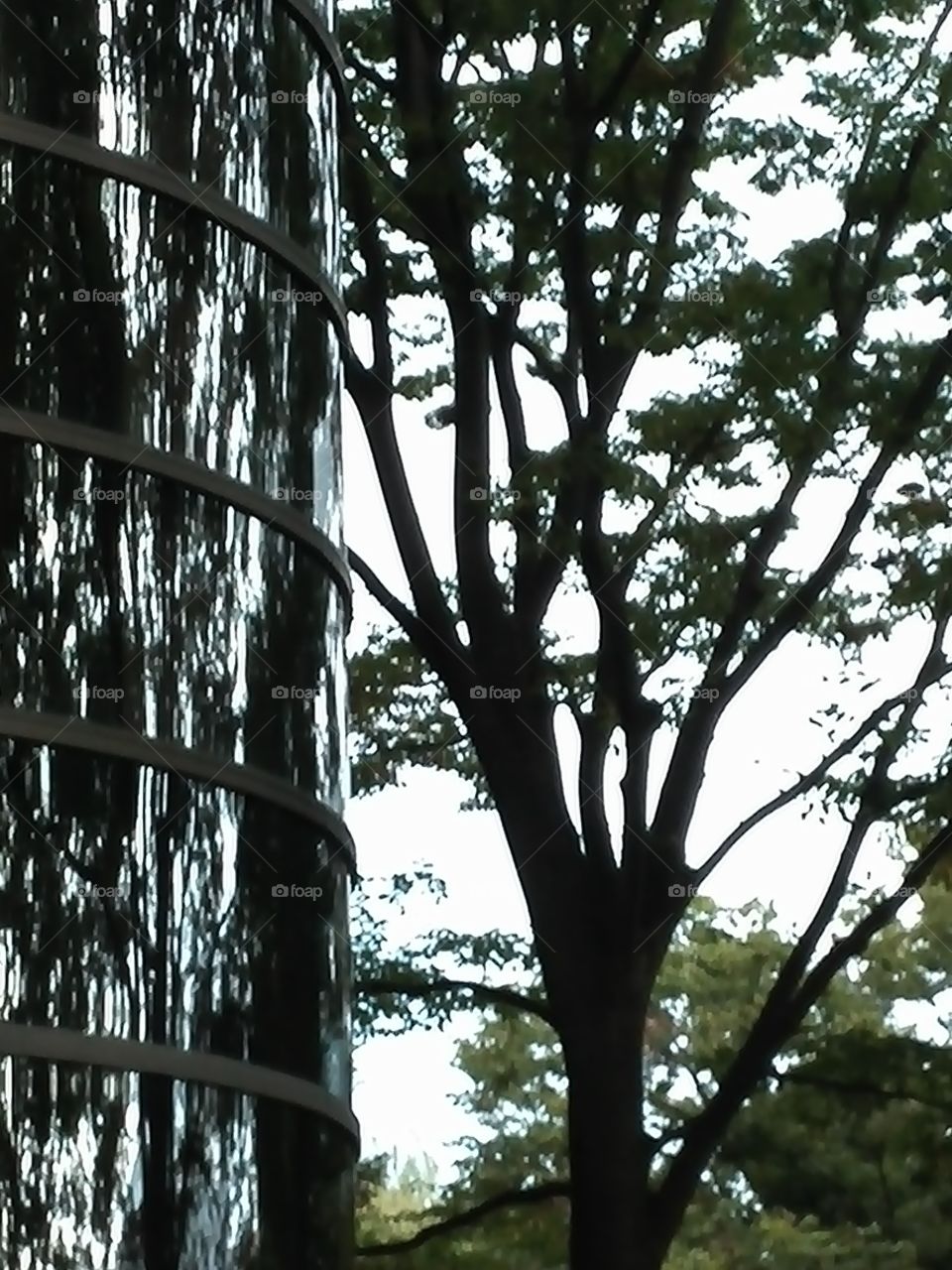 Demystification -- mirror wall forest