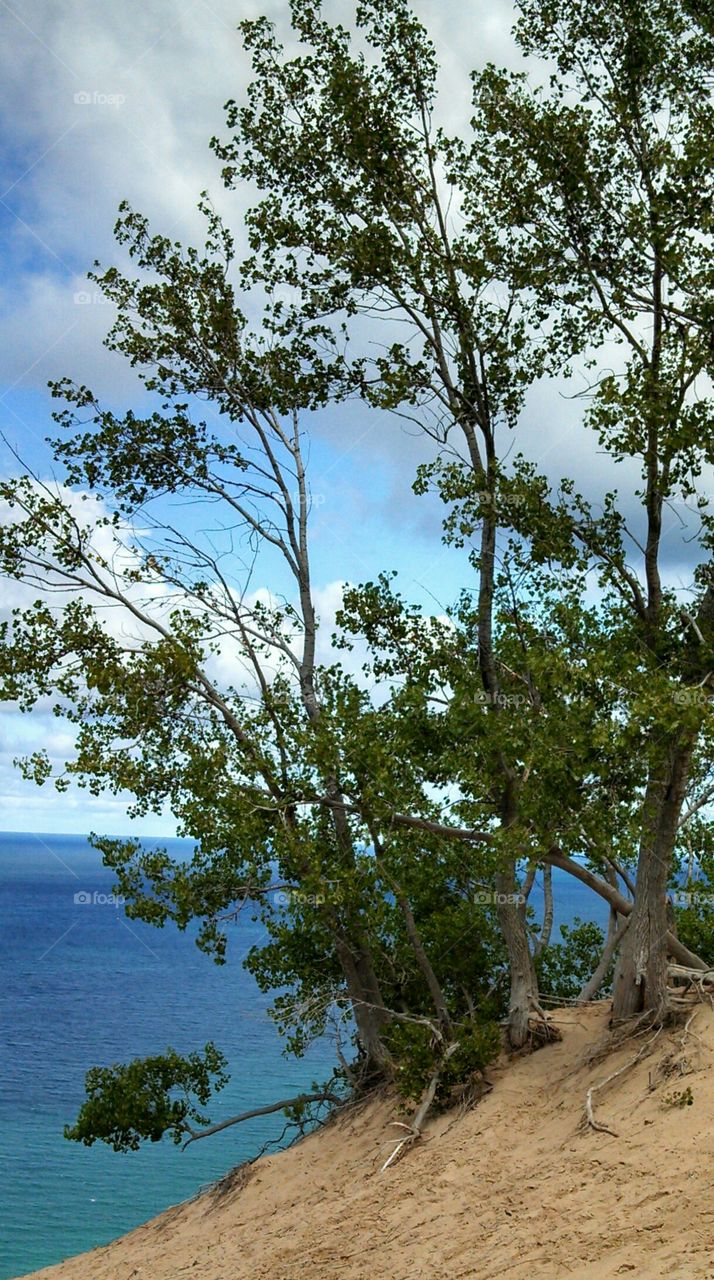 Tree hanging onto edge of the Sleeping Bear Dunes