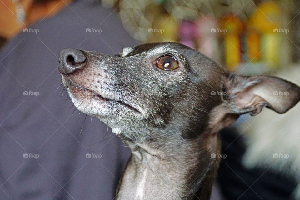italian grayhound