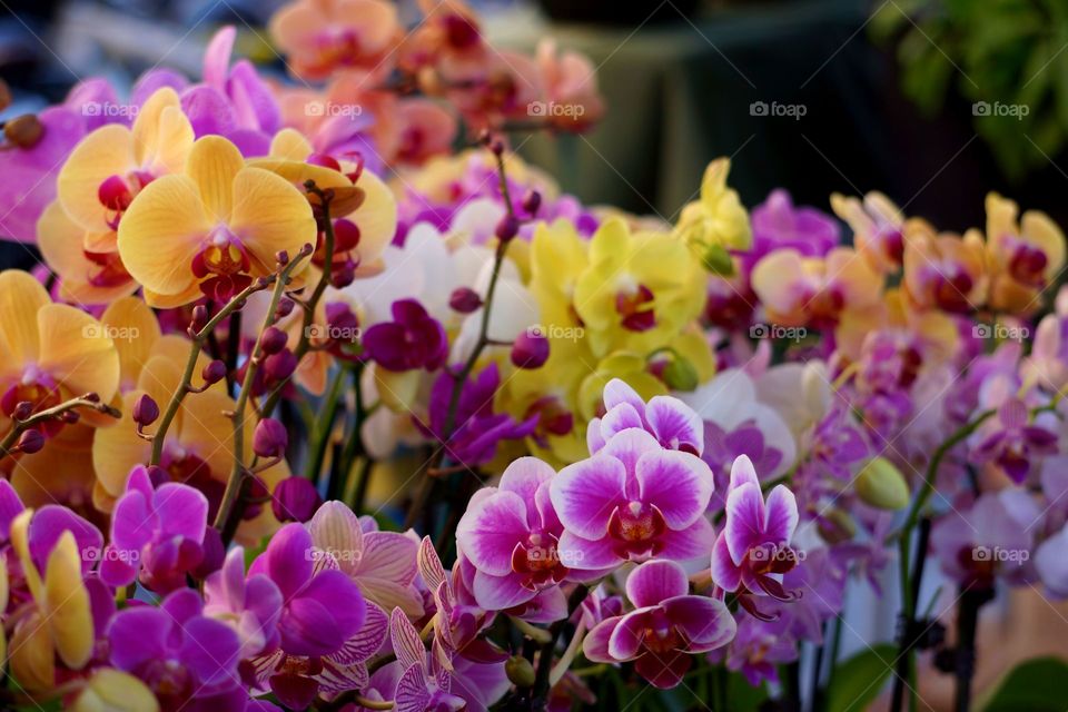 Mixed Orchids