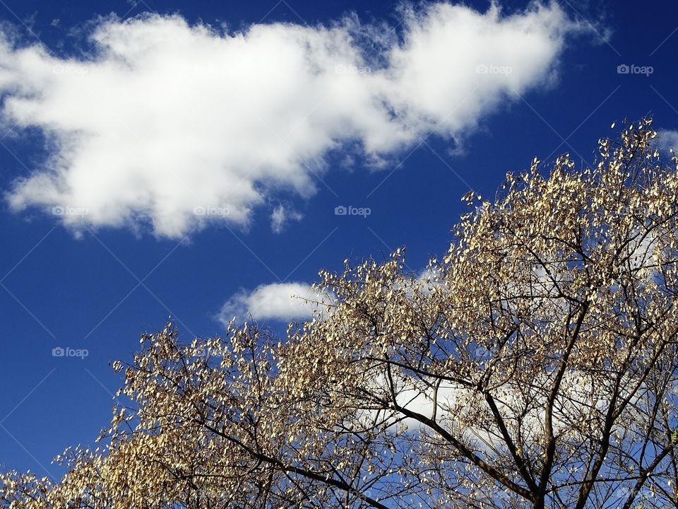 The cloud and the tree