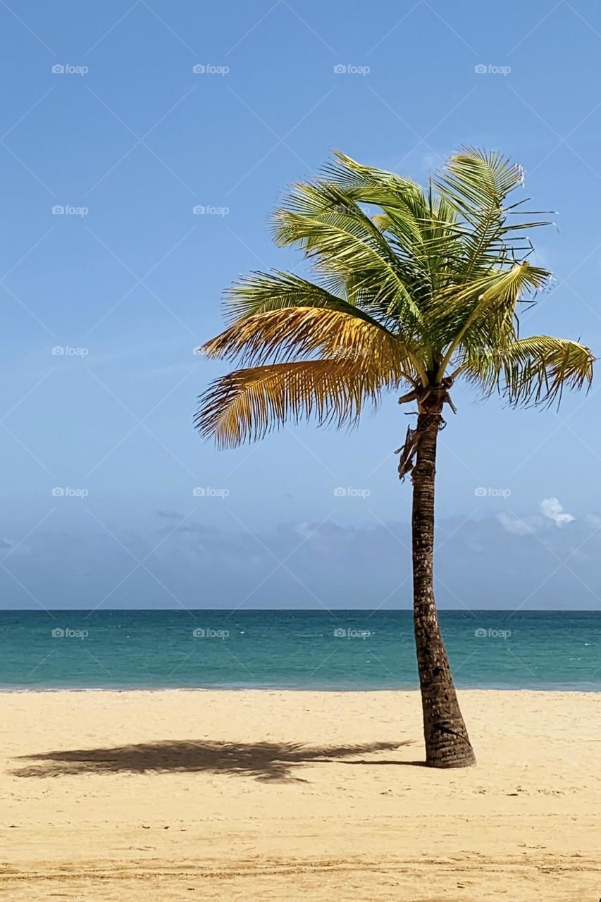 Palm tree at Puerto Rico 