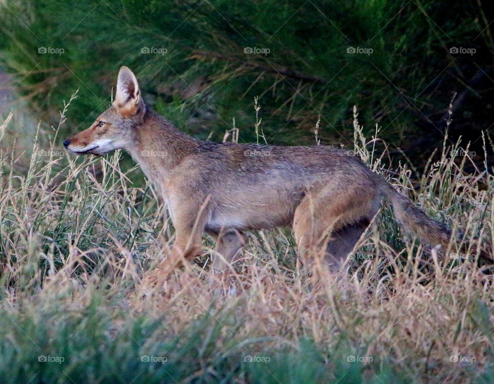 Coyote on the Move