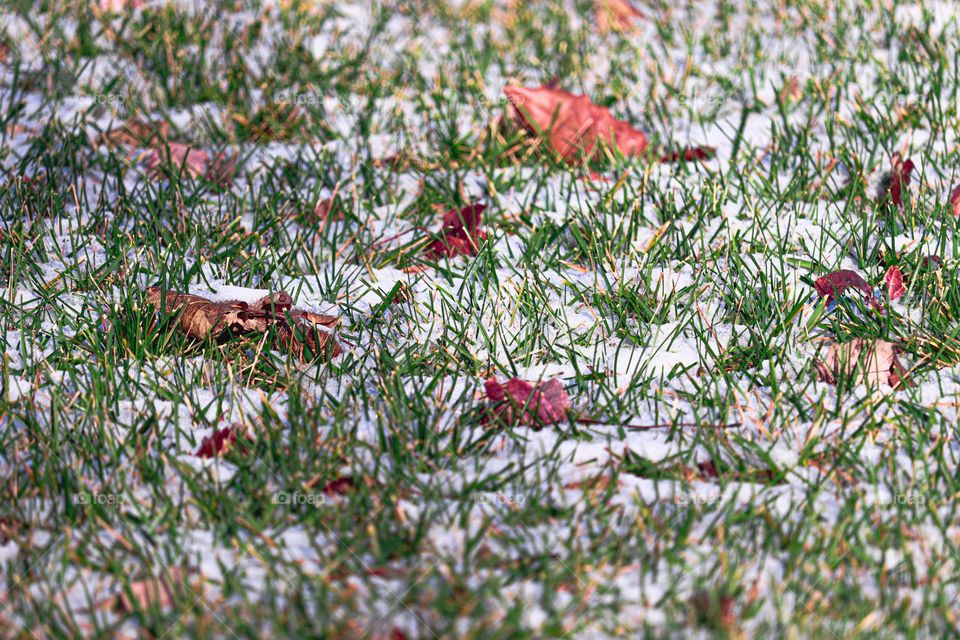 leaves in the snow