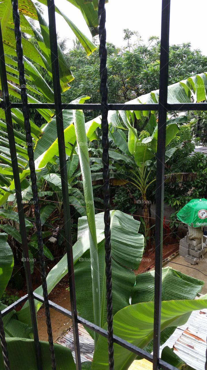 Jungle rain and Presidente