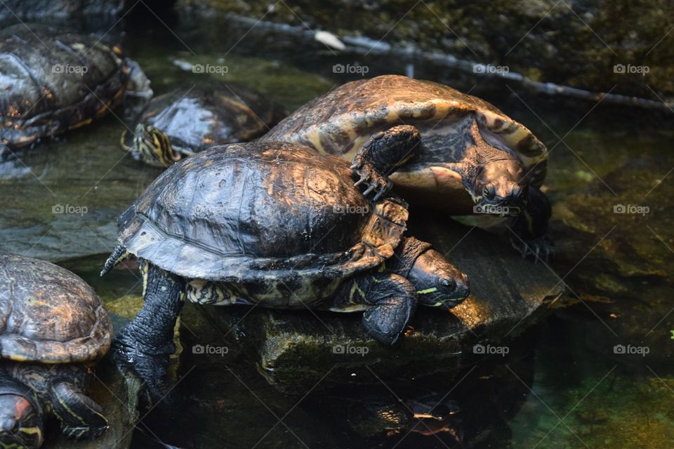 Two Giant turtles, one higher than the other