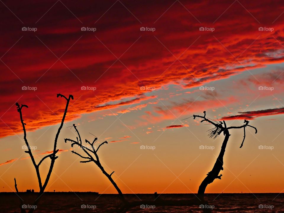 “Red sky at night”, sailors delight. Through the branches of a silhouetted fallen tree amazing thick red clouds float over the bay like a pillow