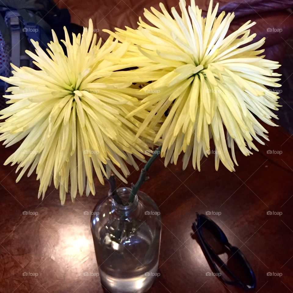 No Person, Nature, Flower, Leaf, Interior Design