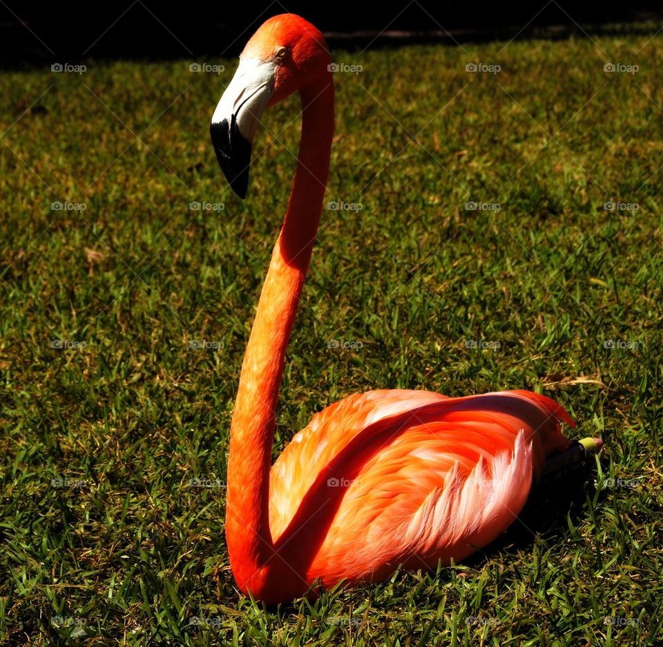 Flamingo