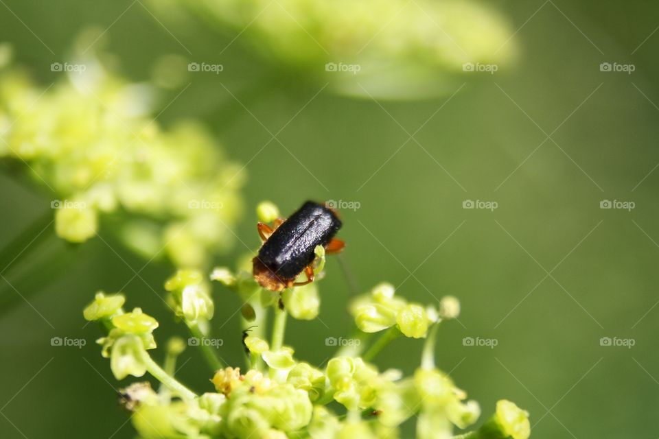 Beetle on plants