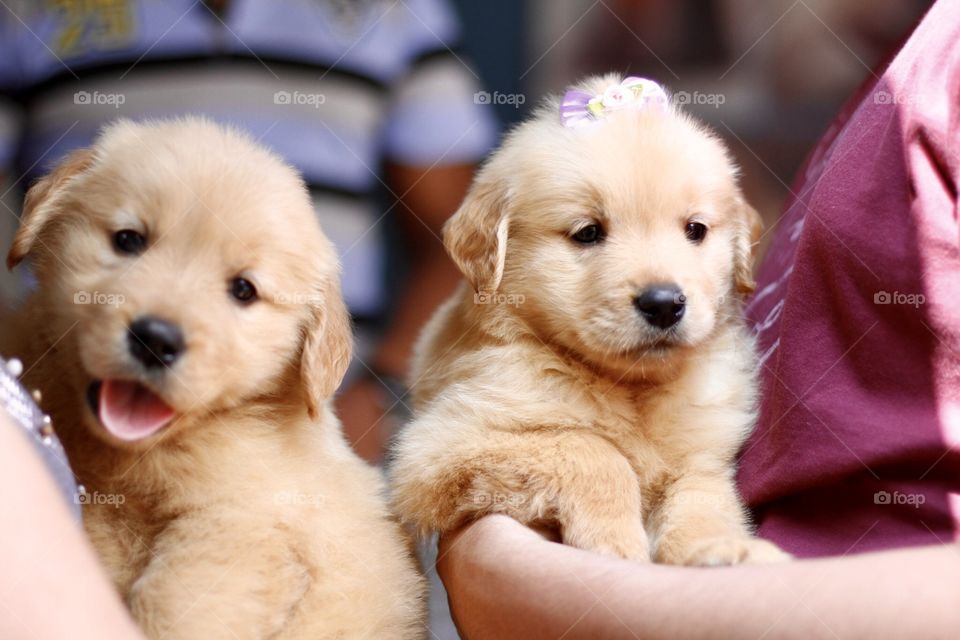 Fluffy friends