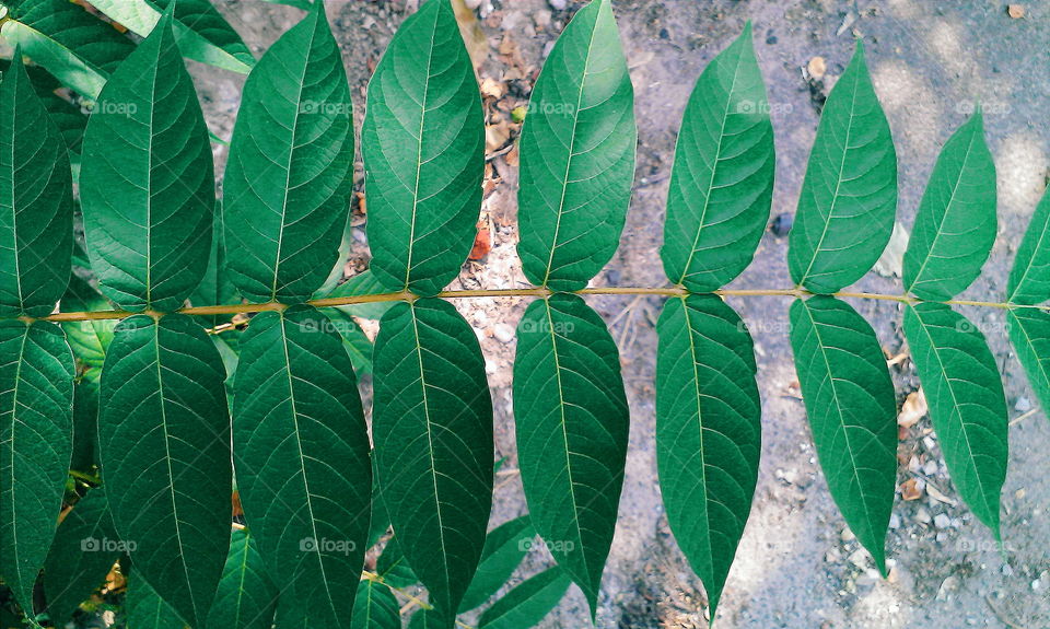 green leaves on a tree branch