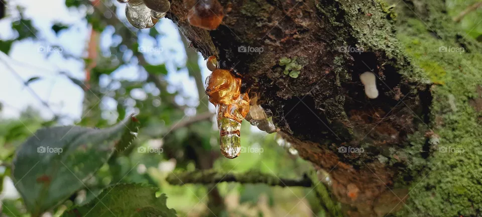 resin