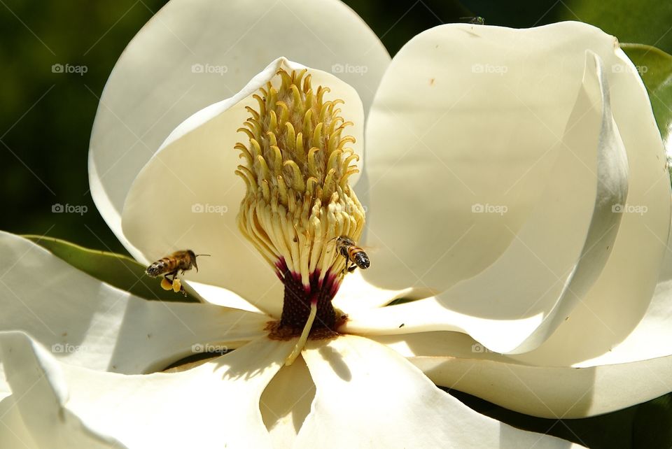 Bees on magnolia flower