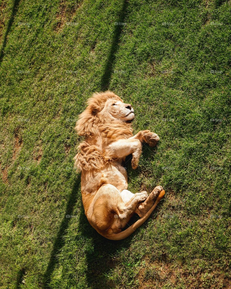 Lazy sleepy lion