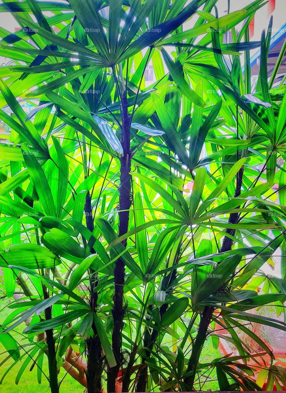 green colour stories