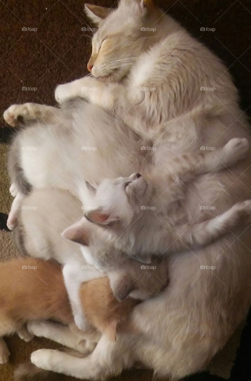 Pile of Cat and Kittens