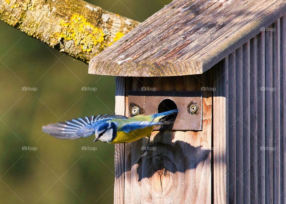 Titmouse takes flight from its nest box