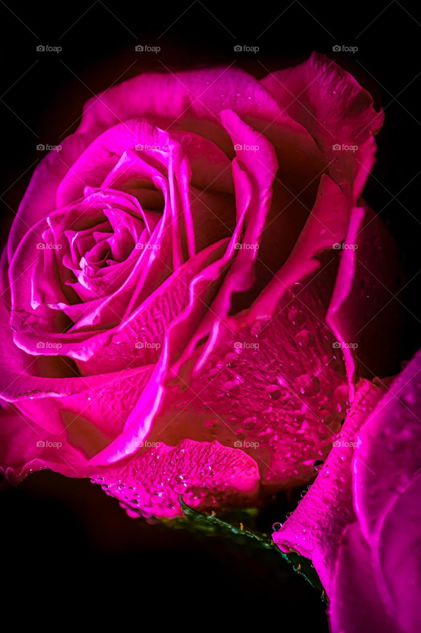 Macro Color background rose with drop