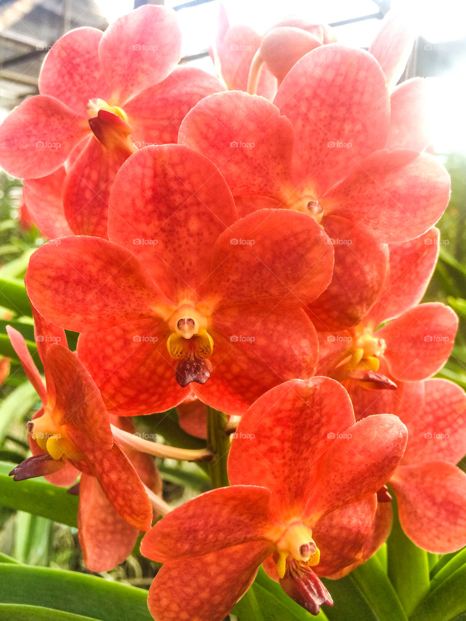 Beautiful red orchid