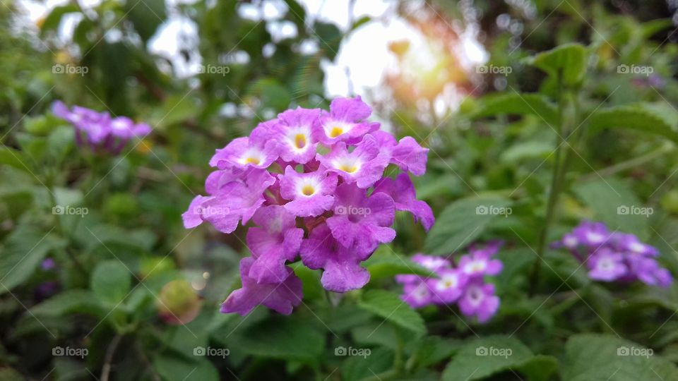 its a purple colour flower. Buyers you can buy this for wallpapers, posters, etc. this is beautiful flower and this is less flowers  on the world. this is rare flower.