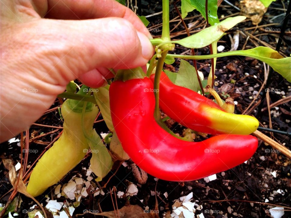 Homegrown peppers