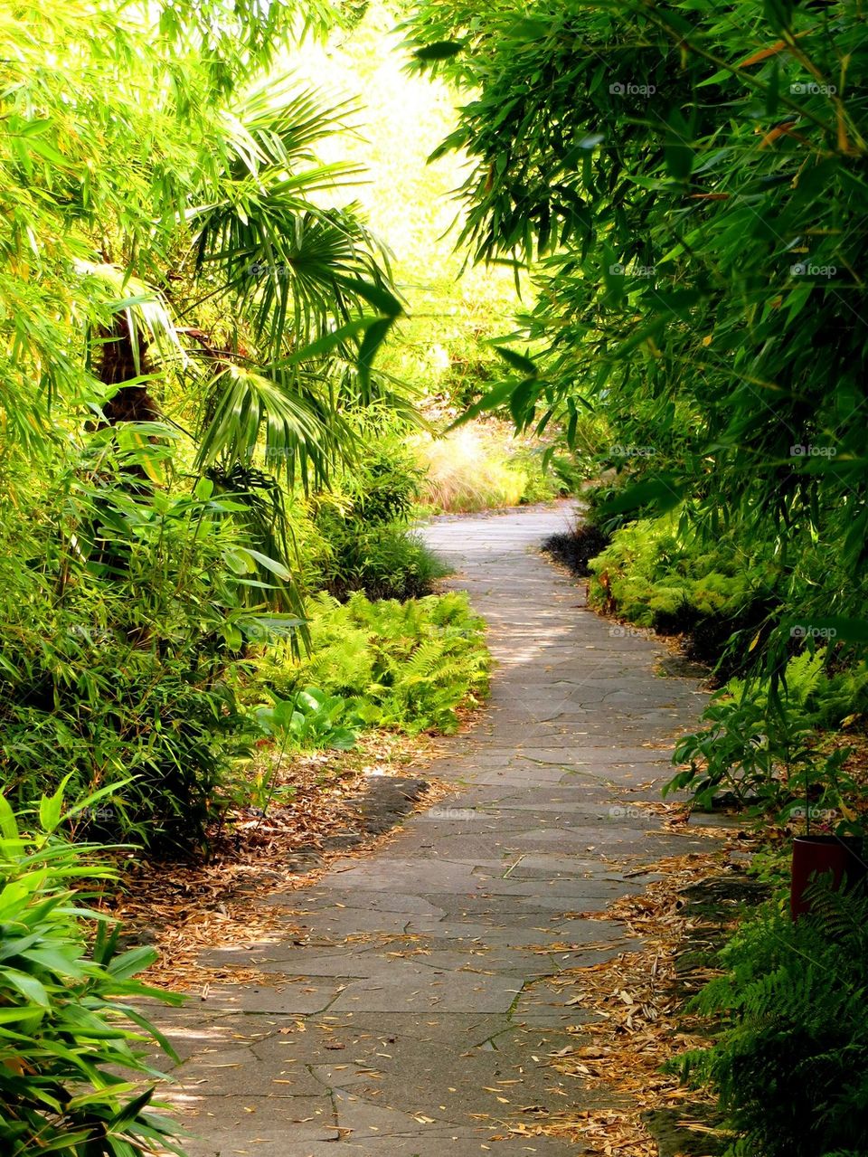 Footpath passing through forest