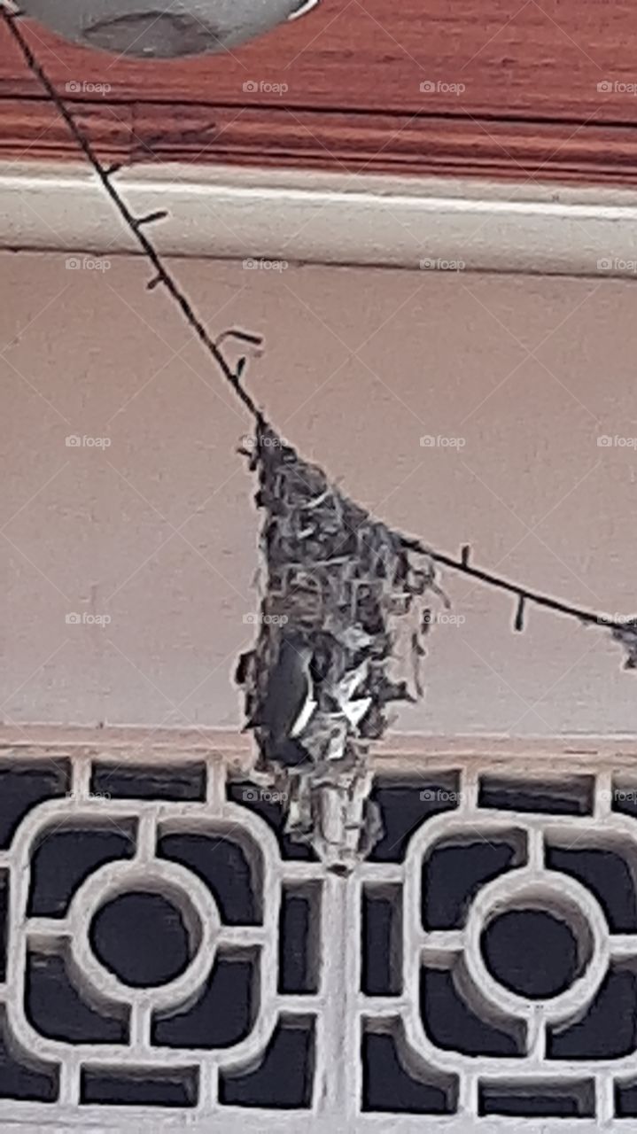 the bird  builts it's  nest