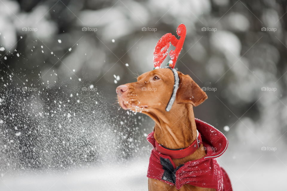 Outdoor portrait of Hungarian vyzhla dog in funny headband 
