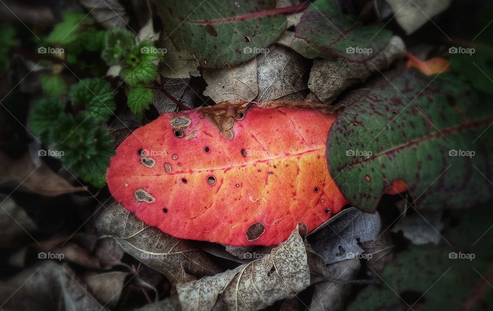 The fantastic orange red yellow of the leaf of a weed turning in the fall