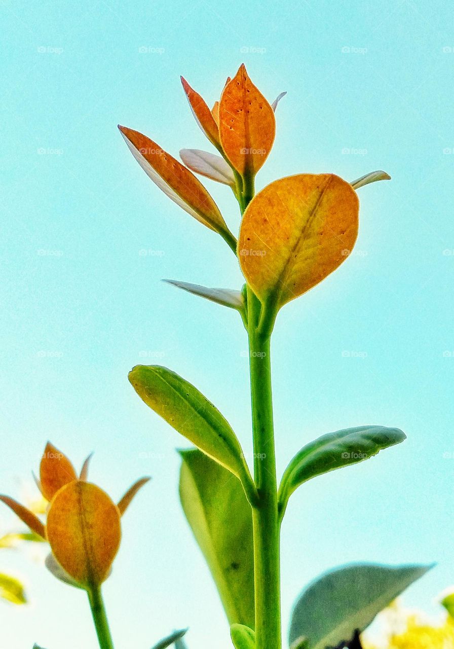 guava leaves