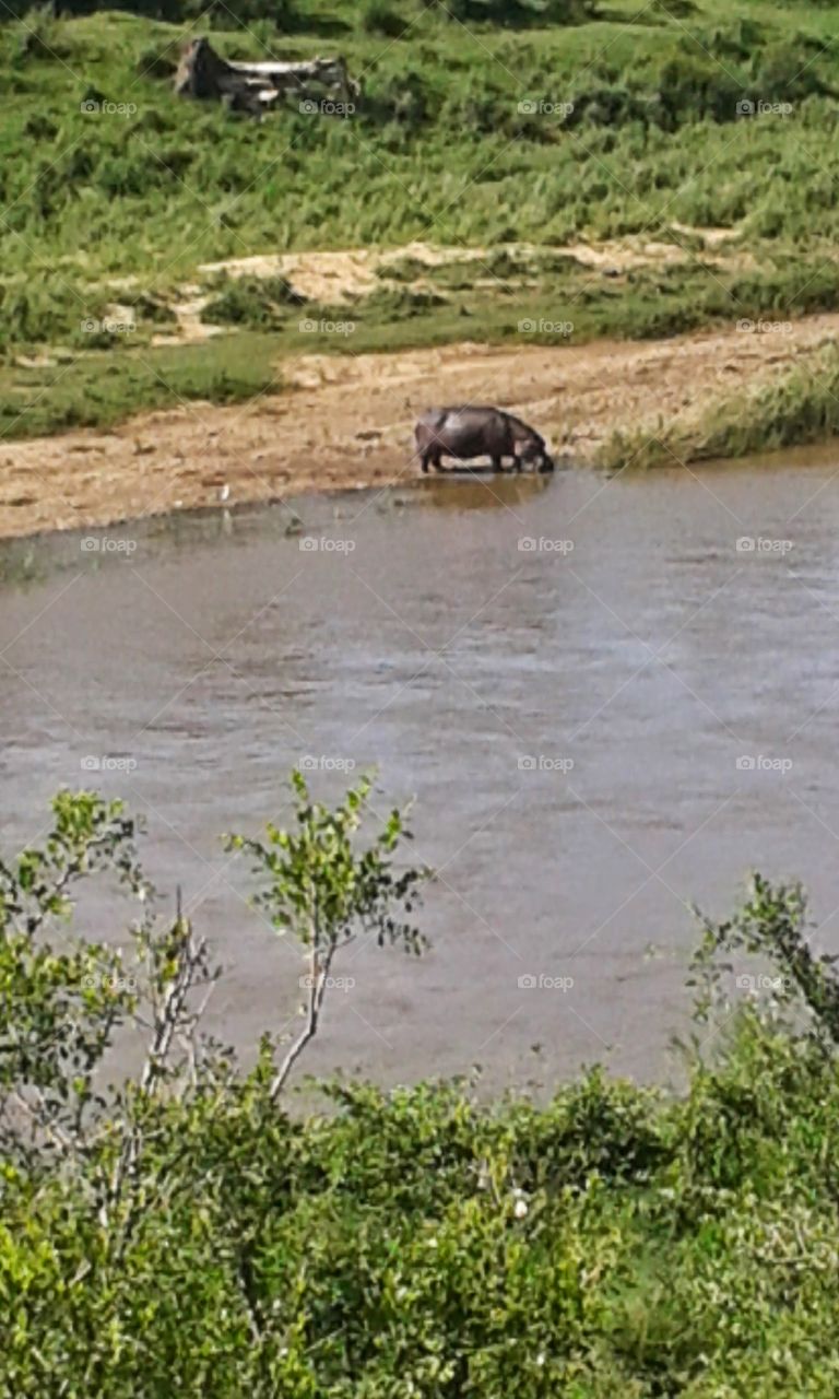 hippo, crocodile river