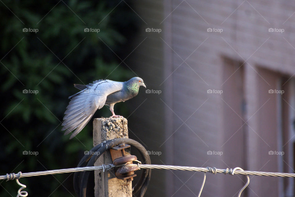 Pigeon exercising its wings, before the next flight.