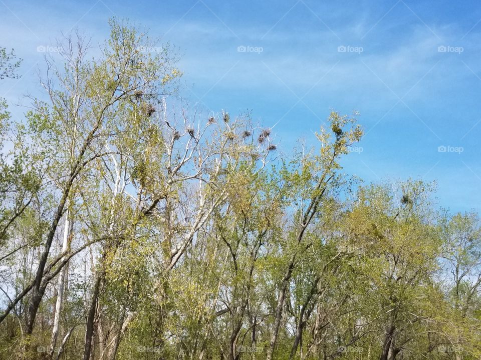 a rookery for The Great Blue Huron