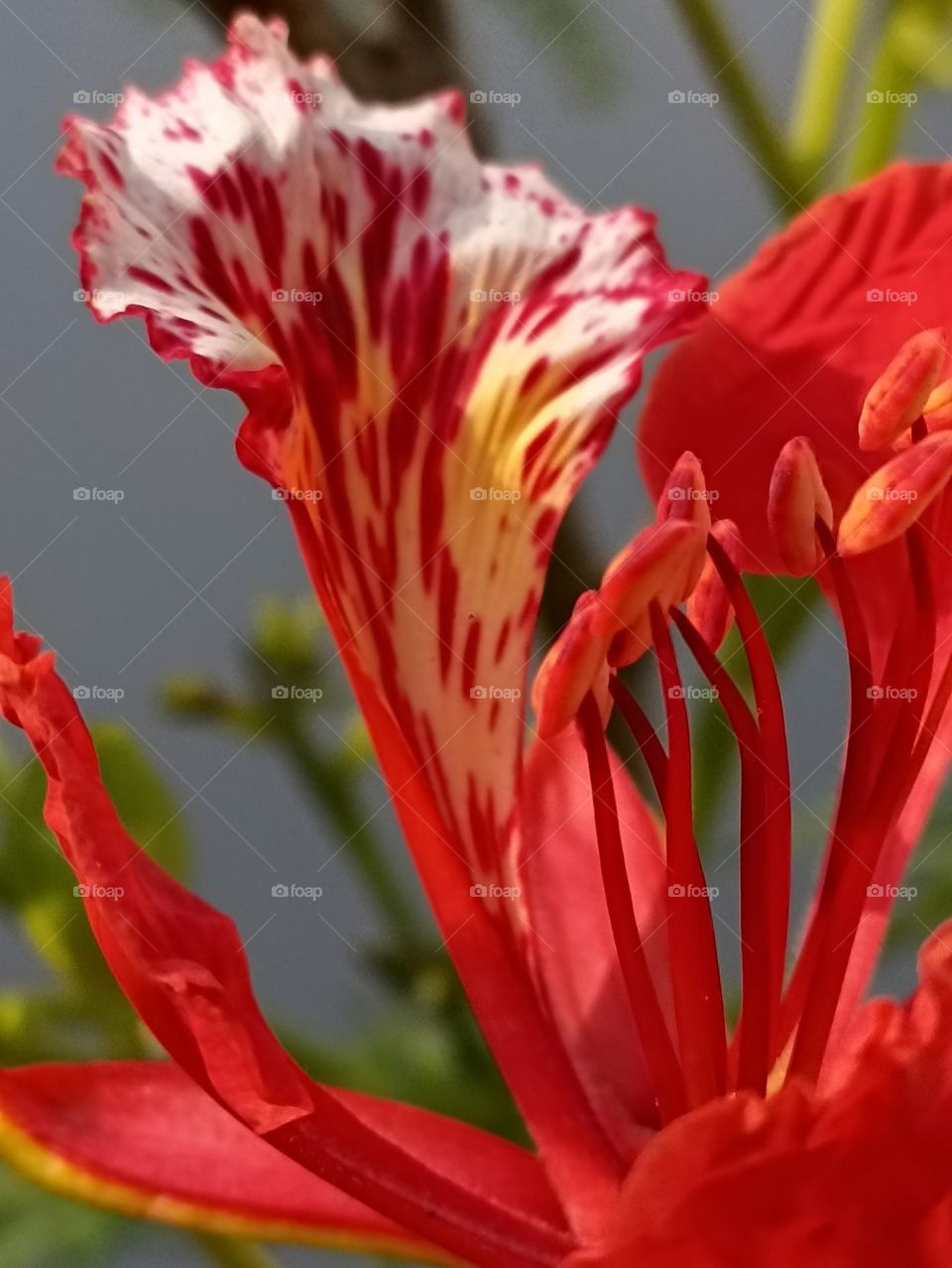 The heart of my favorite color is the heart pumping its blood to different places with the same flow.