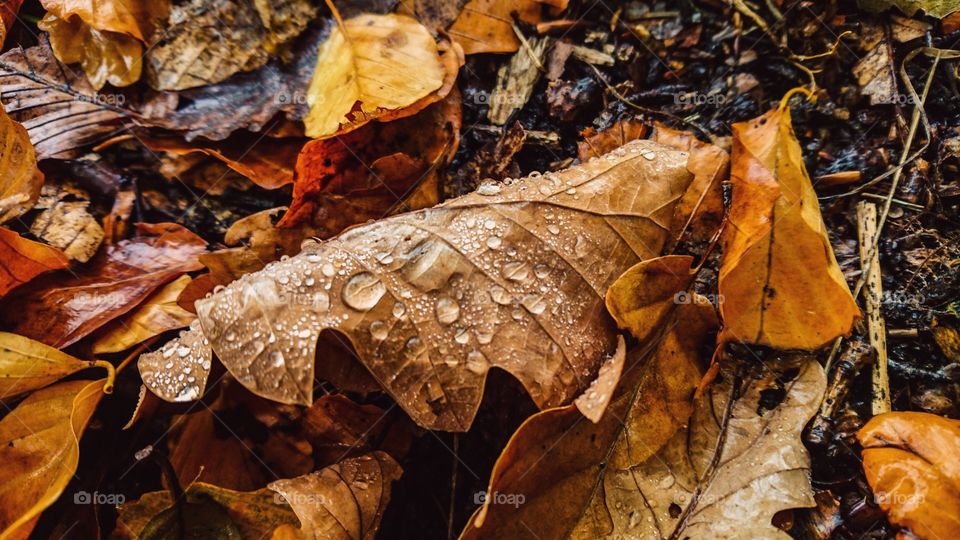 Close-up of autumn leaves