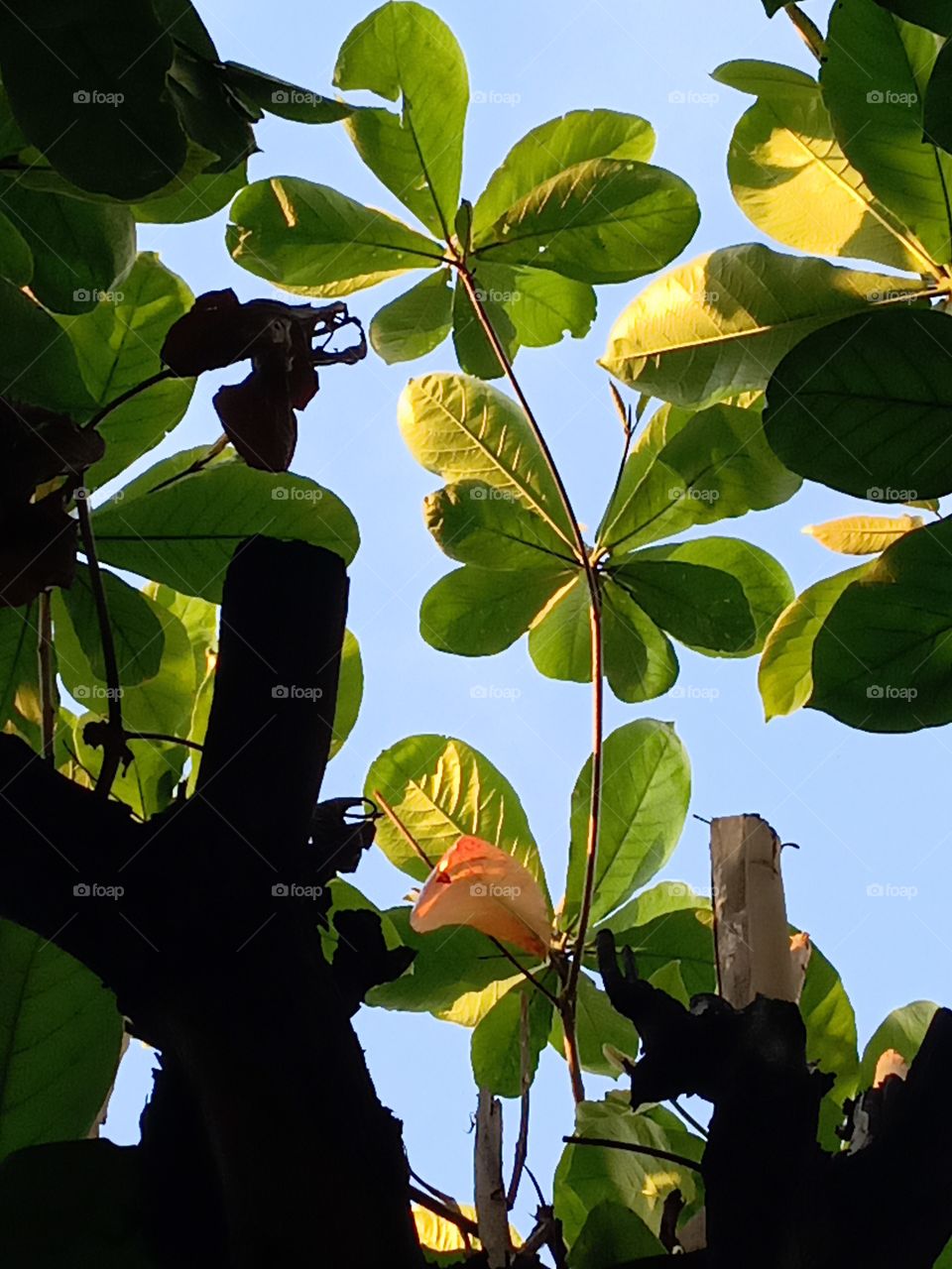 SkyView in de Jungle
