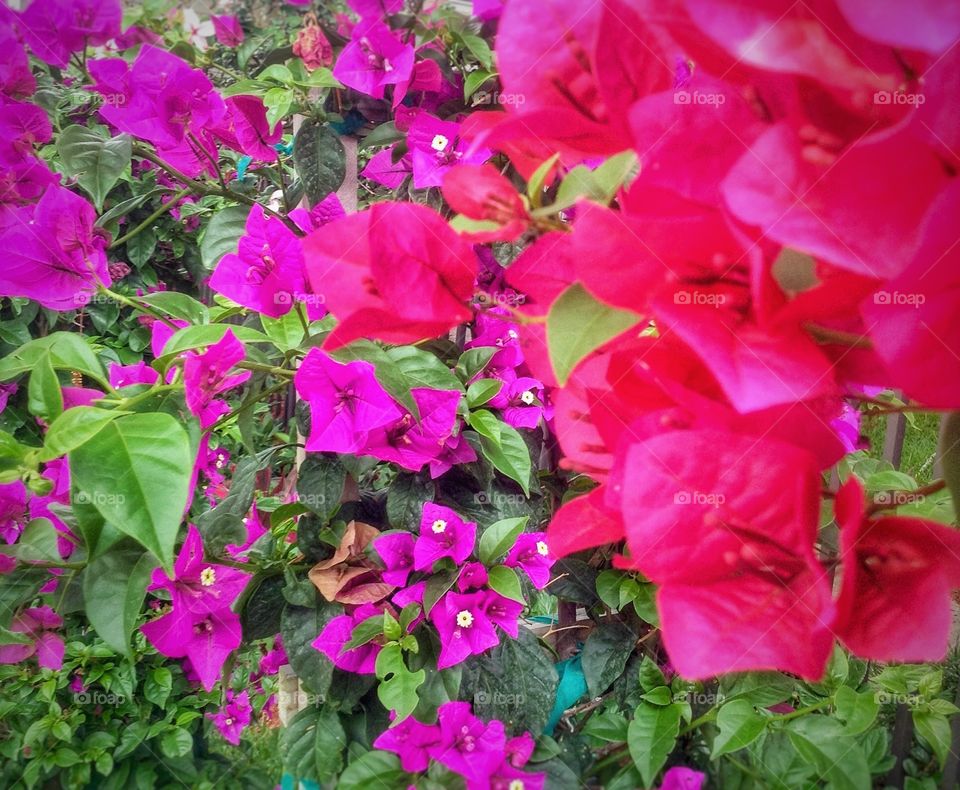 Bougainville...