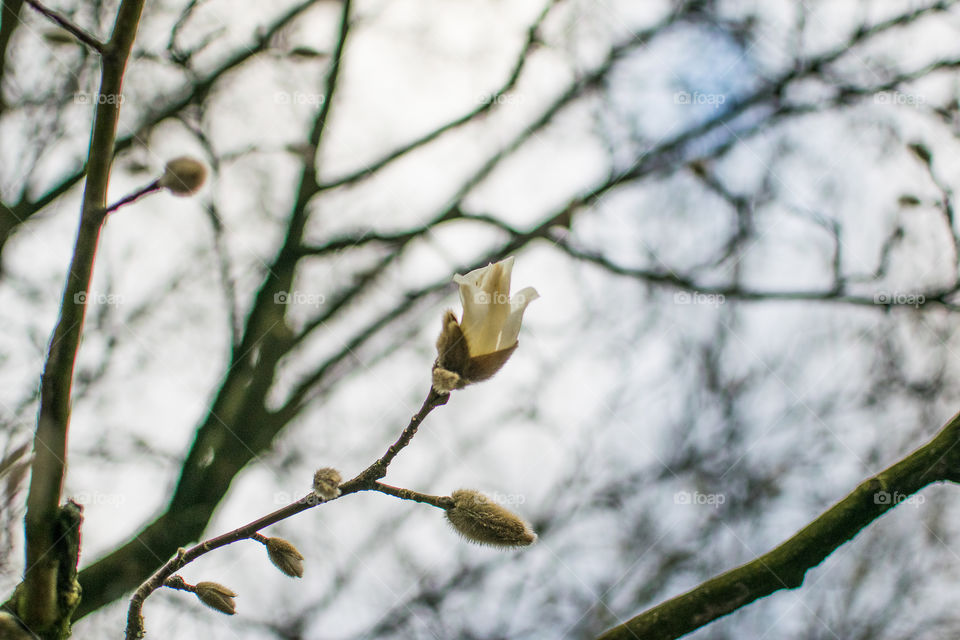 Magnolia stellata buds