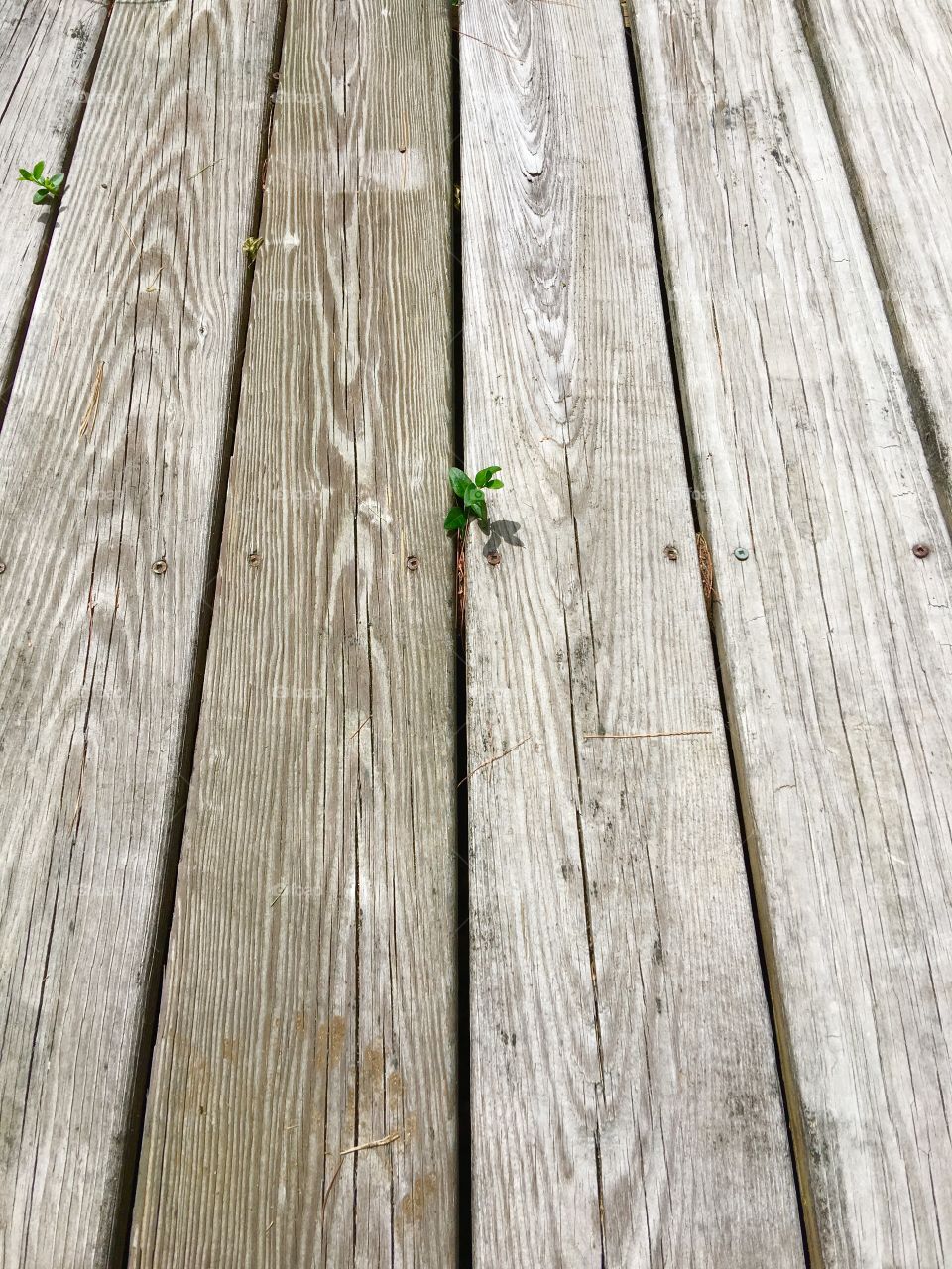 One day I saw these little leaves peaking through the grey slats of wood on our ramp.