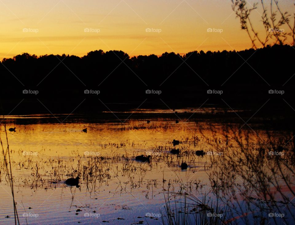 Evening at the Lake